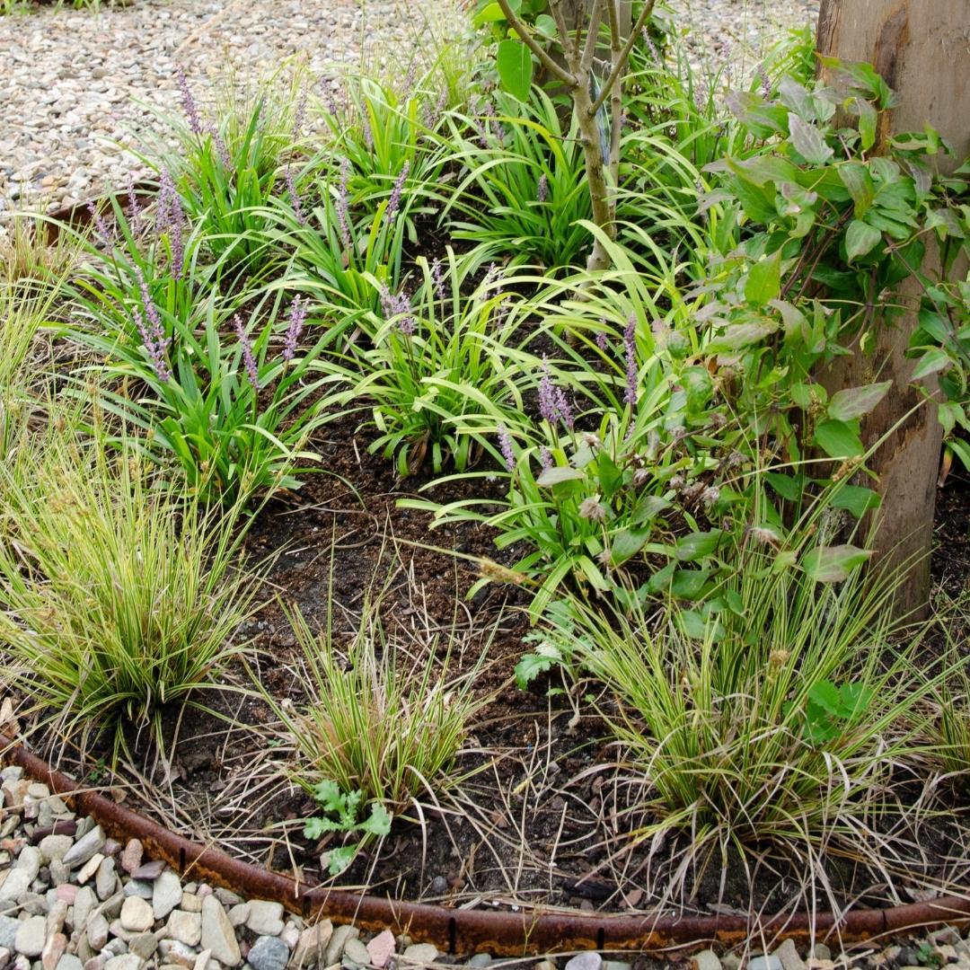 6 x Carex brunnea Variegata - Ø 14 cm - ↨ 25 cm 