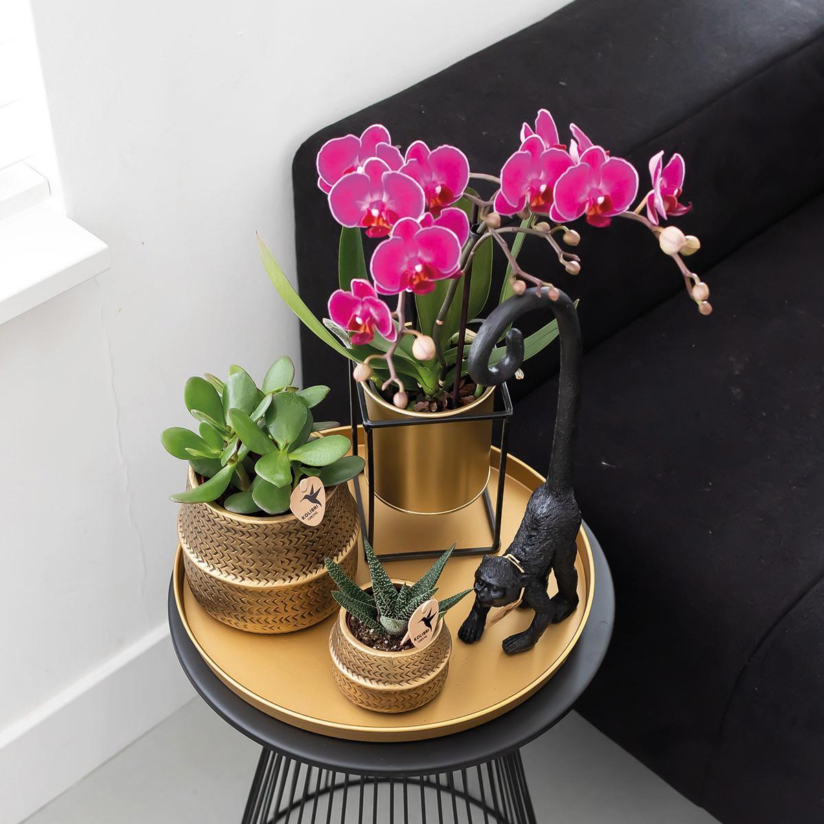 Orchidee colibrì | OFFERTA COMBI di 2 orchidee phalaenopsis viola - Morelia - vaso Ø9cm | pianta d'appartamento in fiore - fresca dal coltivatore