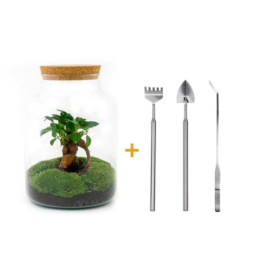 Terrario fai da te - Milky con bonsai - ↕ 30 cm + RSTS - Rastrello + Pala + Pinzetta