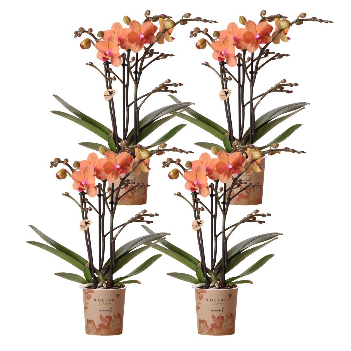 Orchidee colibrì | OFFERTA COMBI di 4 orchidee Phalaenopsis arancioni - Bolzano - dimensioni vaso Ø9cm | pianta d'appartamento in fiore - fresca dal coltivatore