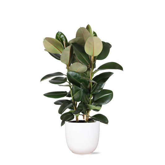 Ficus Elastica Robusta Ø27cm - ↕115cm in vaso Boule BIANCO