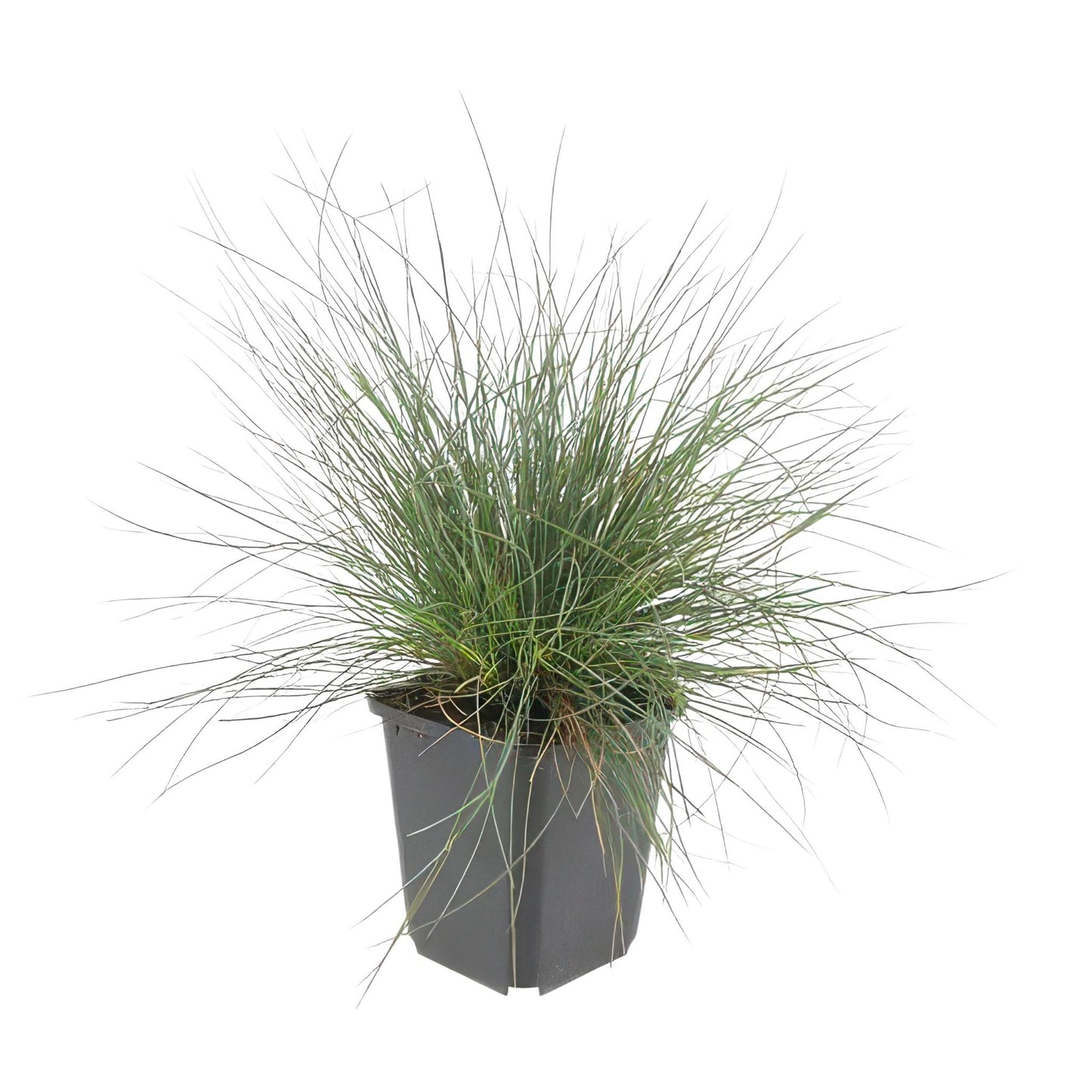 Festuca glauca 'Elijah Bleu' - ↕10-25cm - Ø9cm - 40x