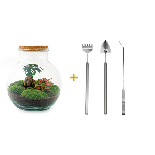 Terrario fai da te - Teddy bonsai - ↕ 26,5 cm - Rastrello + Pala + Pinzetta