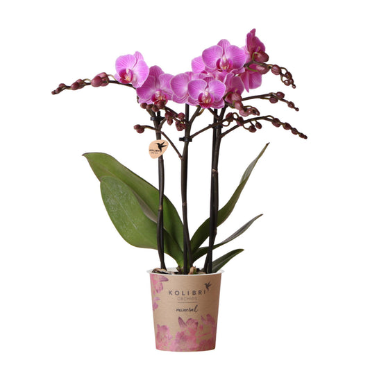 Orchidee colibrì | Orchidea Phalaenopsis viola / rosa - Vienna minerale - dimensioni vaso Ø9cm | pianta d'appartamento in fiore - fresca dal coltivatore