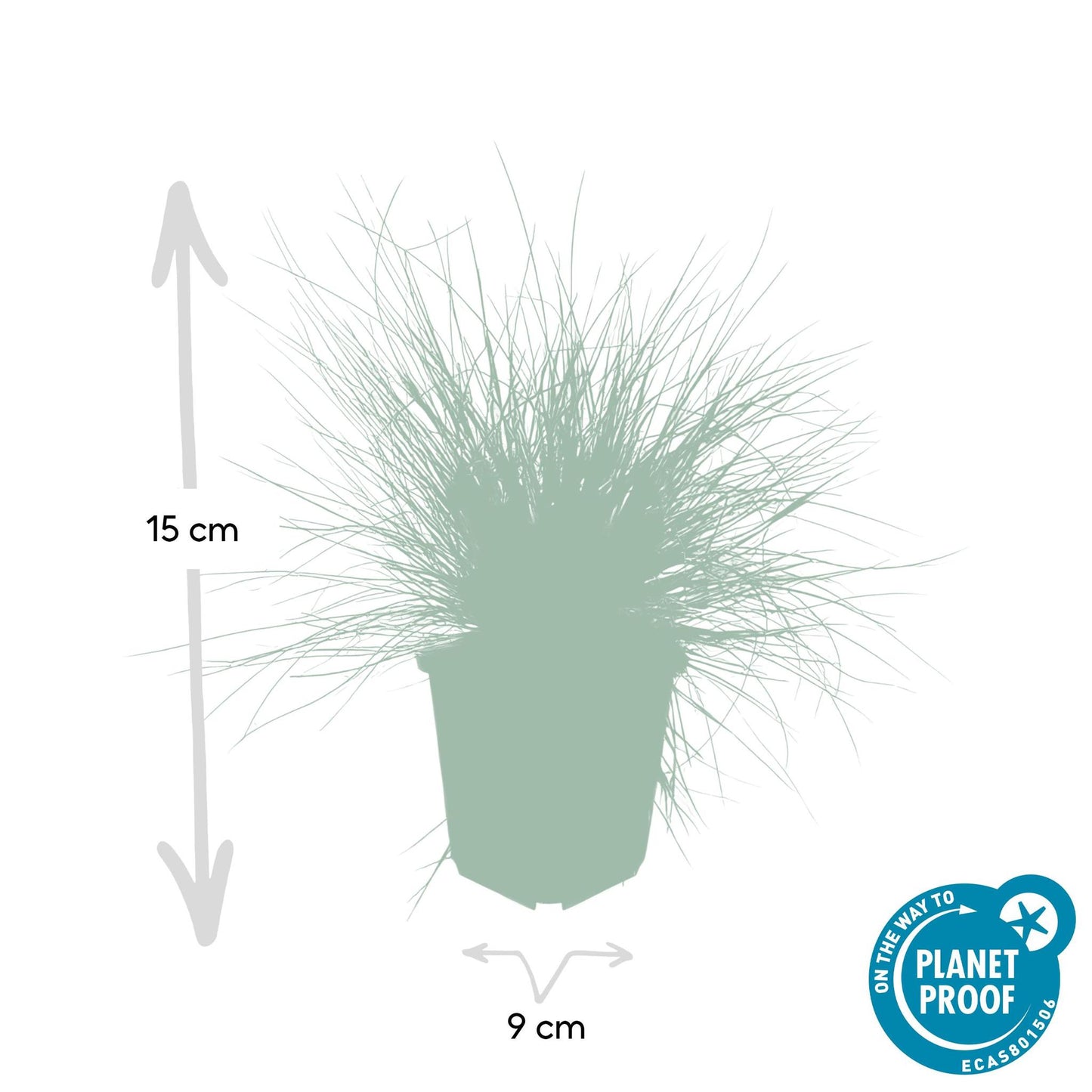 Festuca glauca 'Elijah Bleu' - ↕10-25cm - Ø9cm - 40x