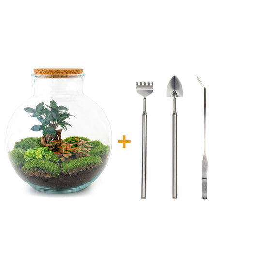 Terrario fai da te - Bolder Bob Bonsai - ↕ 30 cm - Rastrello + Pala + Pinzetta