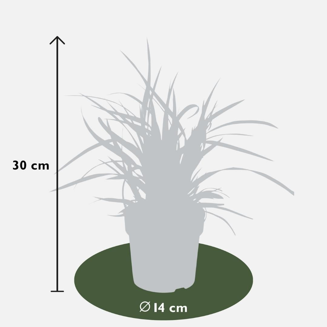 6 x Carex morrowi 'Danza sul ghiaccio' - Ø 14 cm - ↨ 25 cm 