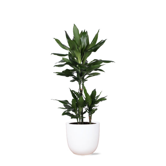 Dracaena Janet Lind Ø21cm - ↕90cm in vaso Boule BIANCO