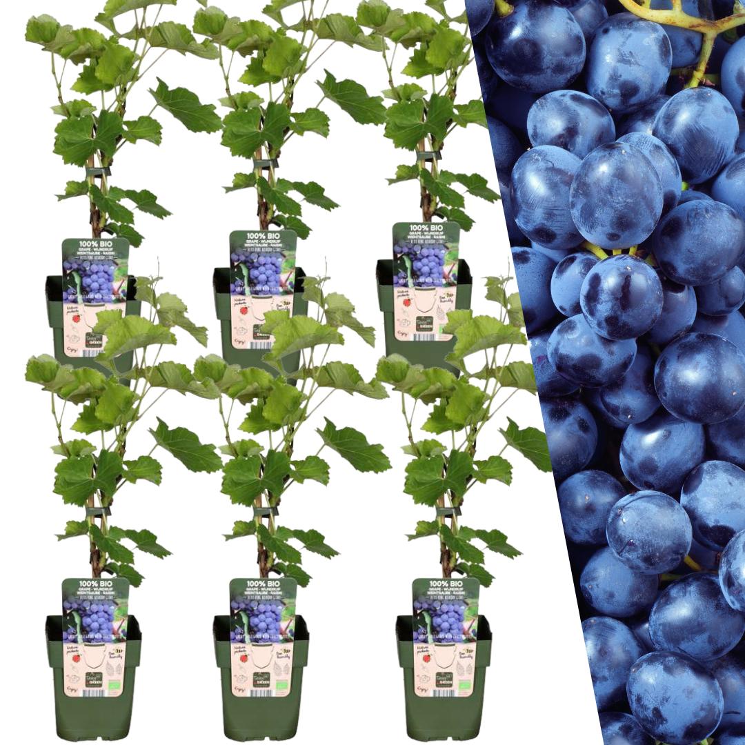 6 x Organic Grape Plants - Ø 13 cm - ↨ 20 cm