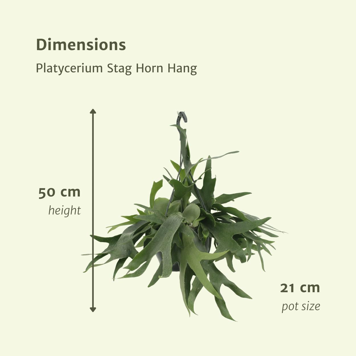 Platycerium Hertshoorn Hang - Ø21cm - ↕50cm Platycerium Hertshoorn Hang - Ø21cm - ↕50cm