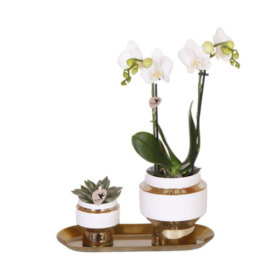 Kolibri Company - Set di orchidee bianche e piante grasse su vassoio d'oro