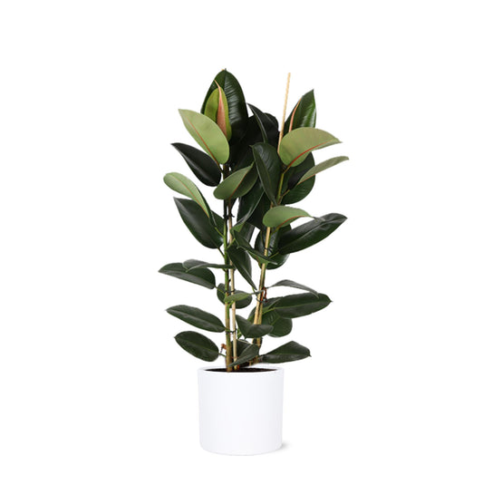 Ficus Elastica Robusta Ø24cm - ↕110cm in vaso Era BIANCO