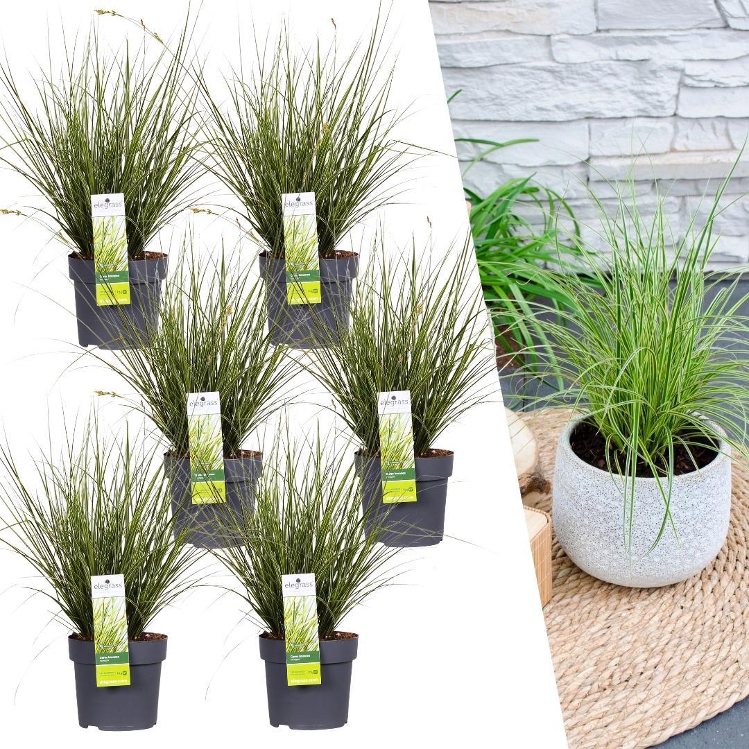 6 x Carex brunnea Variegata - Ø 14 cm - ↨ 25 cm 