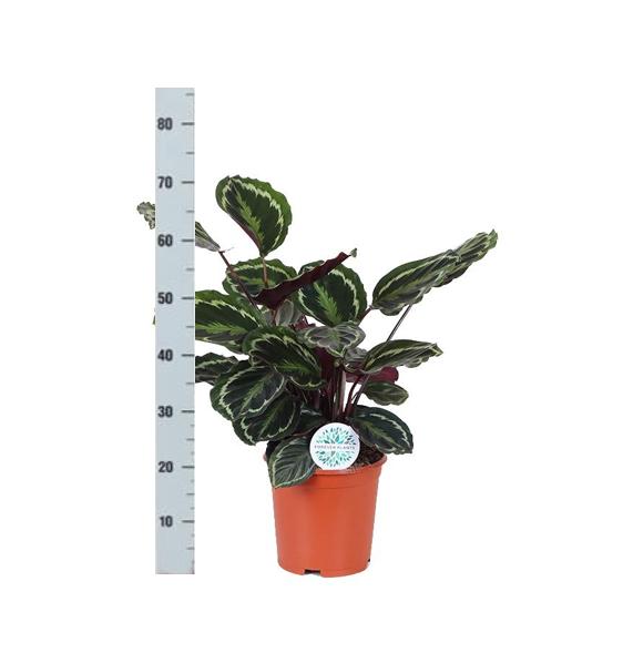 Calathea Medallion Ø21cm - ↕70cm in Boule WHITE pot