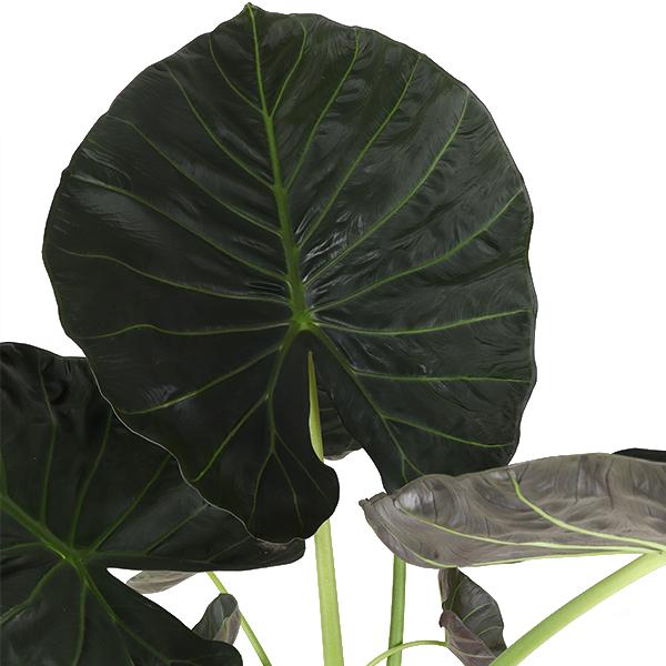 Alocasia Regal Shield Ø24cm - ↕110cm in Era WHITE pot