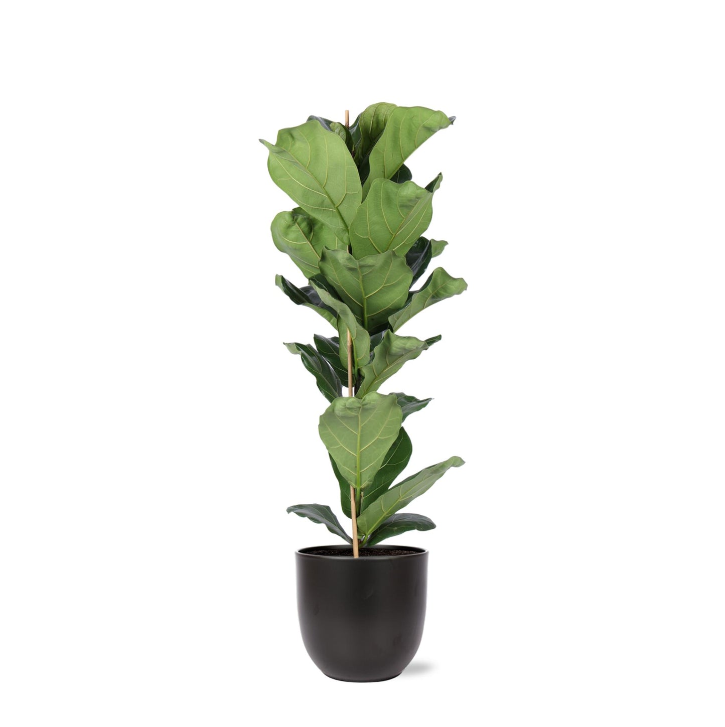 Ficus Lyrata - Ø21cm - ↕90cm in vaso BOULE antracite