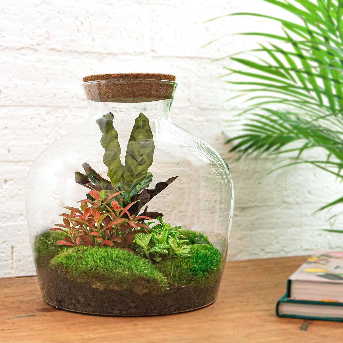 DIY terrarium - Fat Joe Rood - ↕ 30 cm - Rake + Shovel + Tweezer