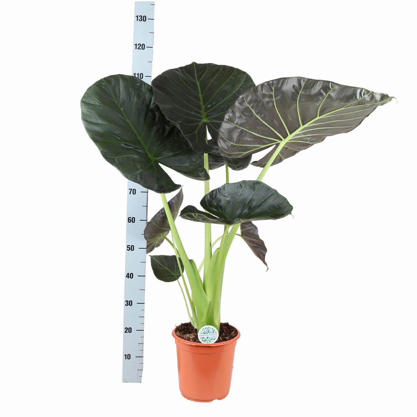 Alocasia Regal Shield Ø24cm - ↕110cm in Era WHITE pot