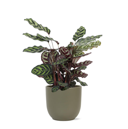 Calathea Makoyana Ø21cm - ↕70cm in Boule OLIVE pot