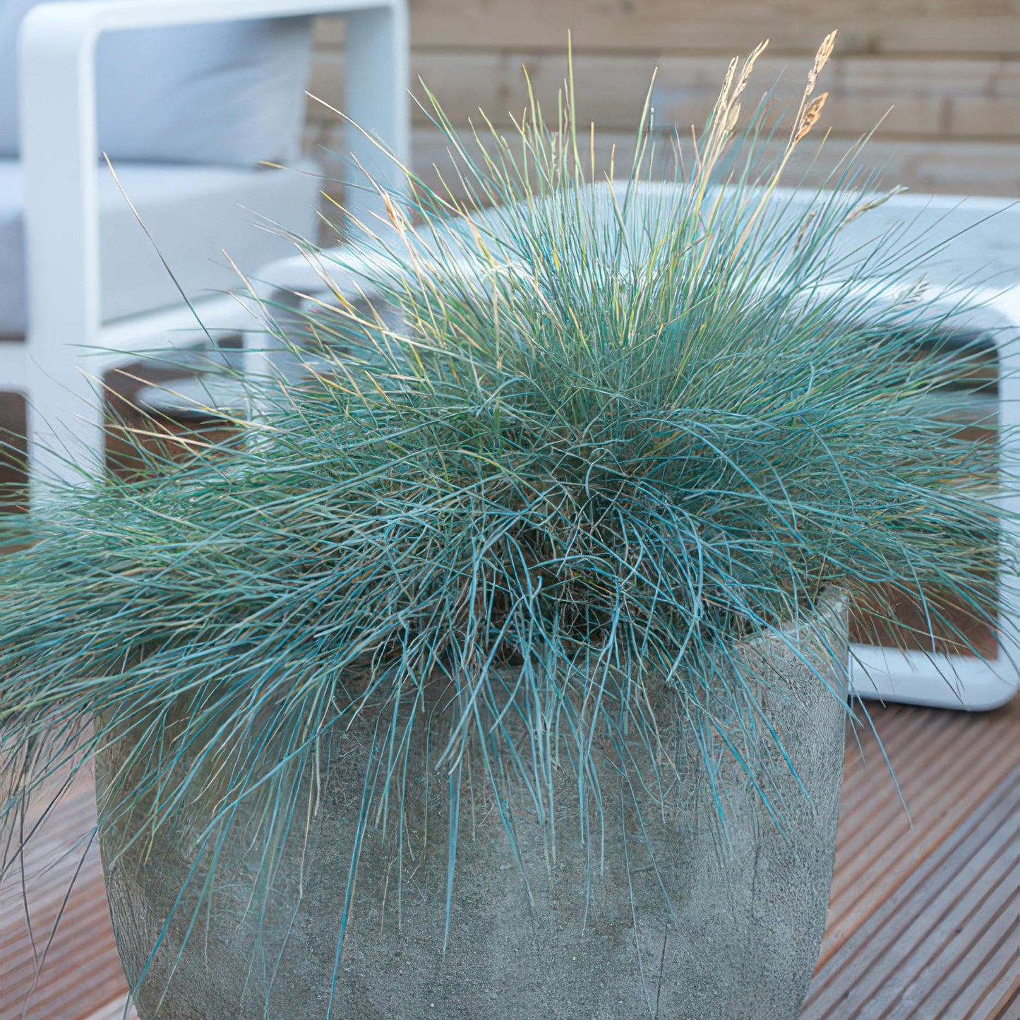 Festuca glauca 'Elijah Bleu' - ↕10-25cm - Ø9cm - 40x