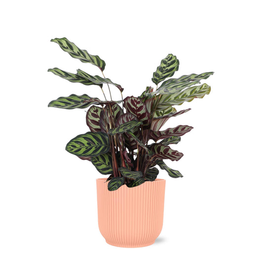 Calathea Makoyana Ø21cm - ↕70cm in Vibes PINK pot