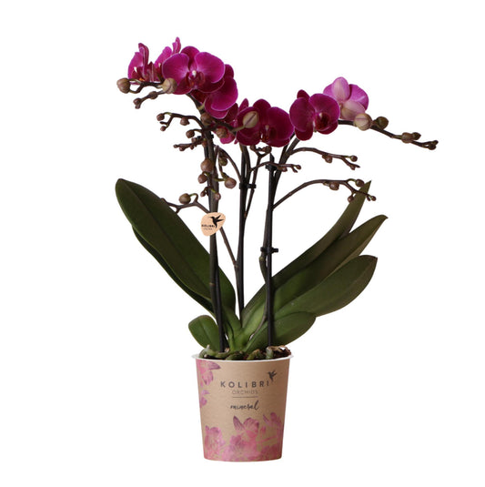 Orchidee colibrì | Orchidea phalaenopsis viola - Morelia - vaso Ø9cm | pianta d'appartamento in fiore - fresca dal coltivatore