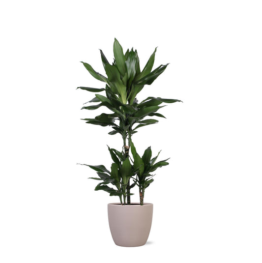 Dracaena Janet Lind Ø21cm - ↕90cm in vaso Boule TAUPE