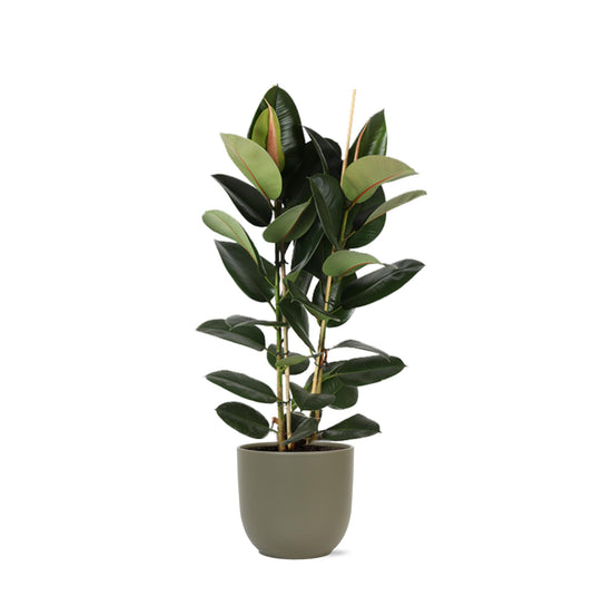 Ficus Elastica Robusta Ø24cm - ↕110cm in vaso Boule OLIVA