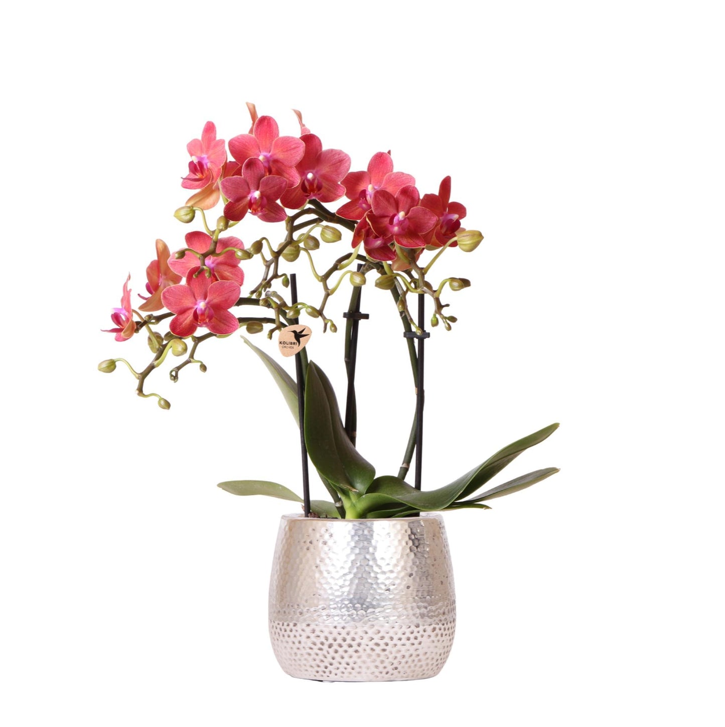 Hummingbird Orchids | red Phalaenopsis orchid – Congo + Elite pot silver – pot size Ø9cm – 40cm high | flowering houseplant in flower pot - fresh from the grower