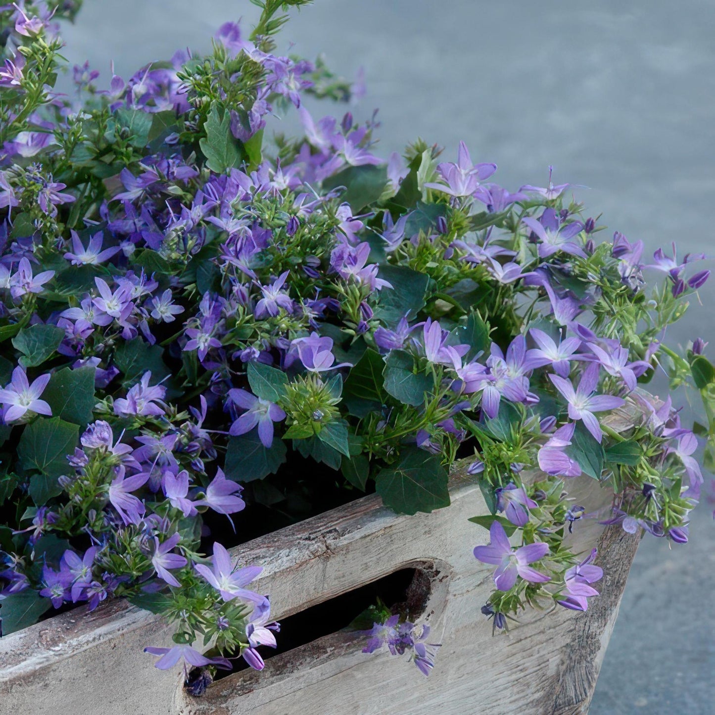 Campanula poscharskyana 'Stella' - ↕10-25cm - Ø9cm - 40x