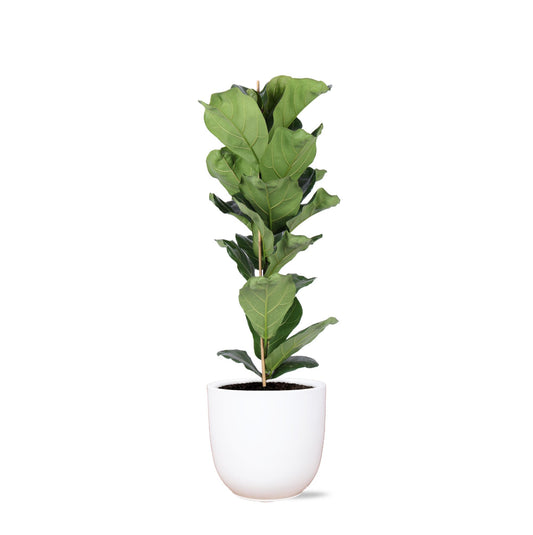 Ficus Lyrata - Ø21cm - ↕90cm in vaso Boule BIANCO