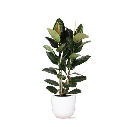 Ficus Elastica Robusta Ø24cm - ↕110cm in vaso Boule BIANCO