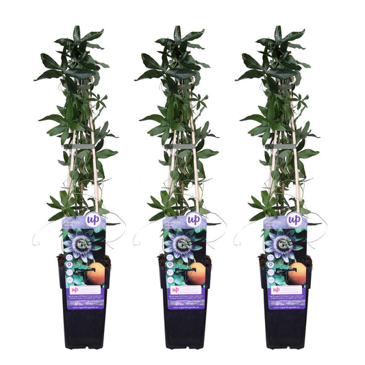 Passiflora caerulea - Passiebloem Blauw 3x - Passiflora caerulea - ↨65cm - Ø15