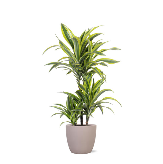 Dracaena Lemon Lime Ø21cm - ↕65cm in vaso Boule TAUPE