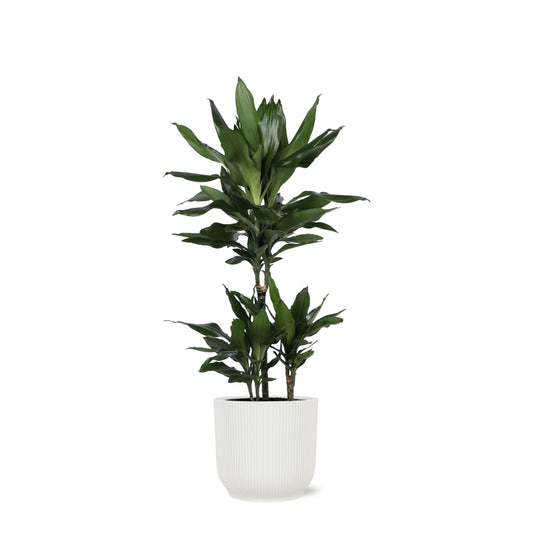 Dracaena Janet Lind Ø21cm - ↕90cm in vaso Vibes BIANCO