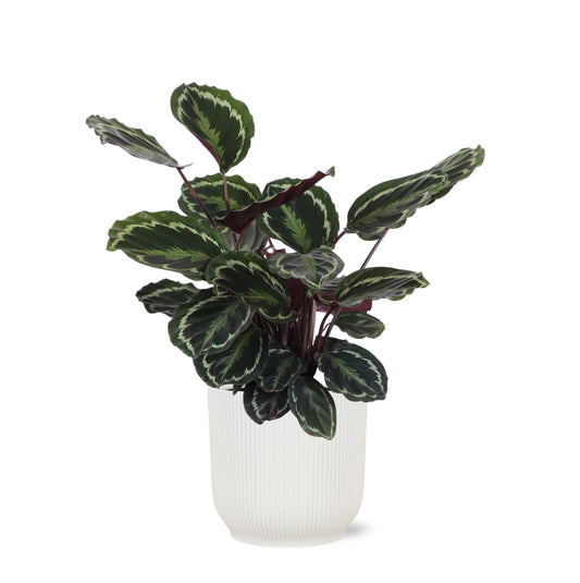 Calathea Medaillon Ø21cm - ↕70cm in Vibes WIT pot