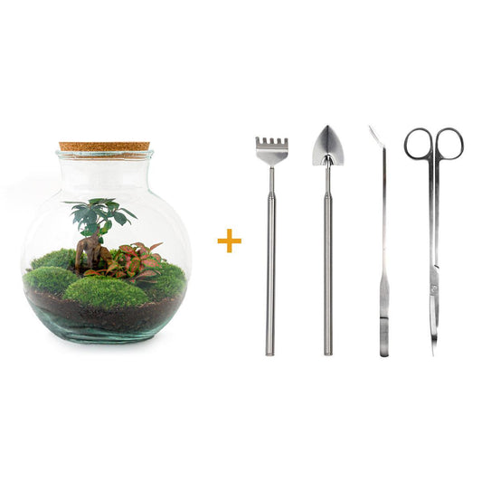 Terrario fai da te - Teddy bonsai - ↕ 26,5 cm - Rastrello + Pala + Pinzetta + Forbici