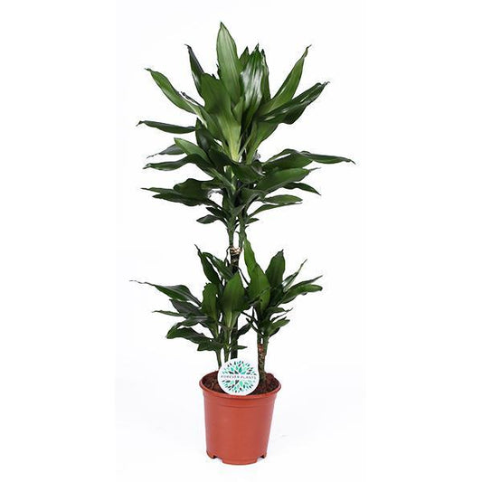 Dracena Janet Lind Ø21cm - ↕90cm