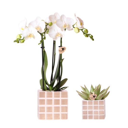 Orchidee colibrì | Set di orchidea bianca Amabilis e succulenta in vasi decorativi Mosa marrone - dimensioni vaso Ø9 cm e Ø6 cm | pianta d'appartamento in fiore - fresca dal coltivatore