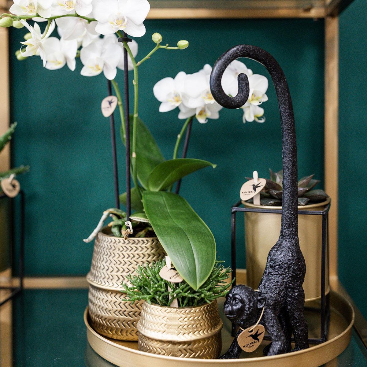 Kolibri Company - Set di piante Groove gold | Set con orchidea Phalaenopsis bianca Amabilis Ø9cm e pianta verde Succulente Aloe Brevifolia Ø6cm | incl. vasi decorativi in ​​ceramica dorata