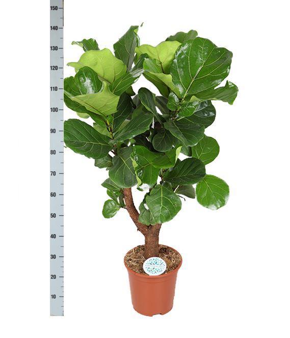 Ficus Lyrata (ramificato) Ø27cm ↕130cm in vaso Boule BIANCO