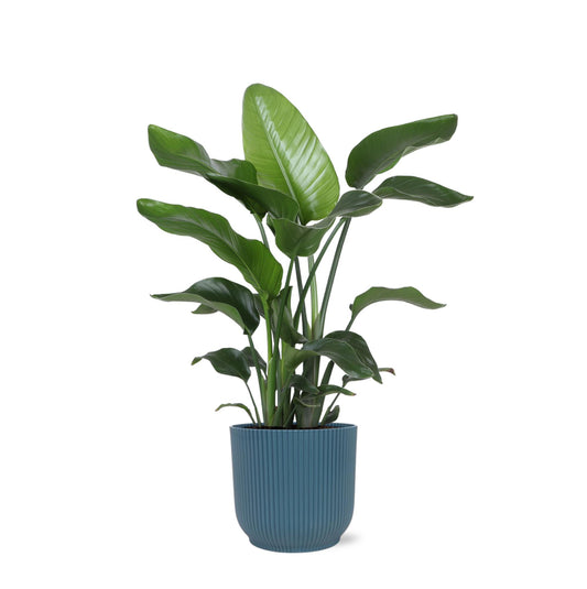 Strelitzia Nicolai - Ø21cm - ↕80cm in Vibes blauw pot