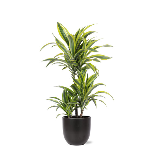 Dracaena Lemon Lime Ø21cm - ↕65cm in vaso Boule ANTRACITE