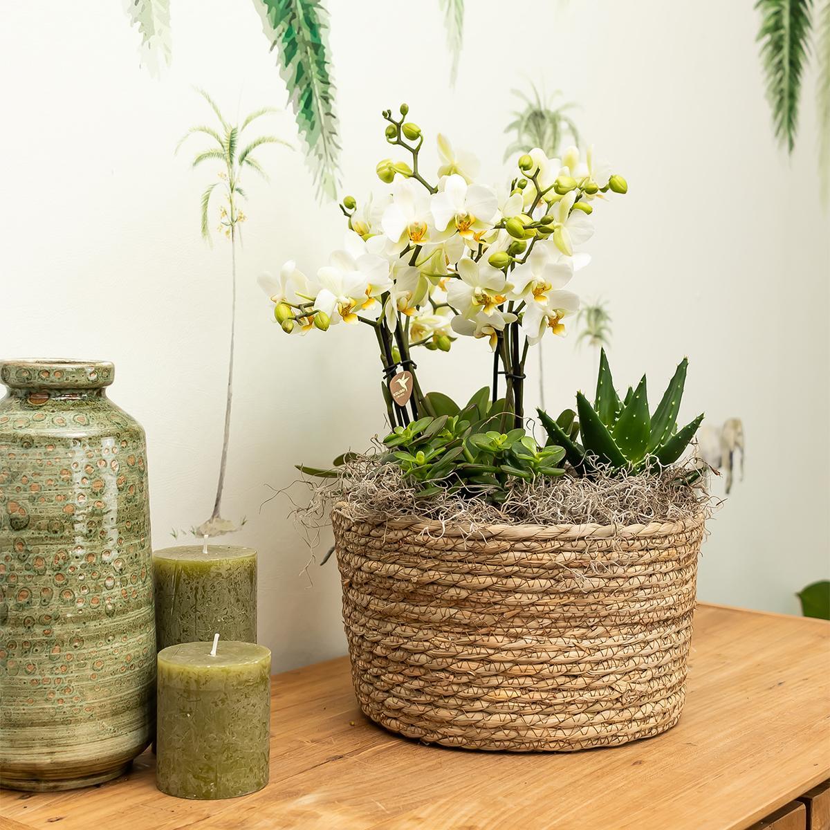 Hummingbird Orchids | white plant set in Reed Basket incl. water reservoir | three white orchids Amabilis 9cm and three green plants | Jungle Bouquet white with self-sufficient water reservoir