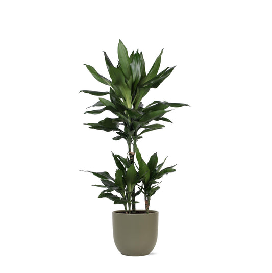 Dracaena Janet Lind Ø21cm - ↕90cm in vaso Boule OLIVA