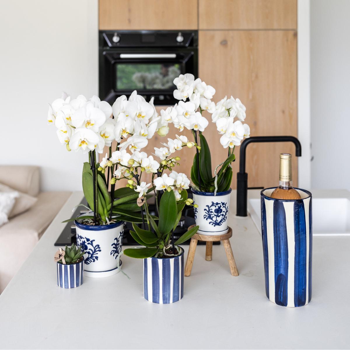 Kolibri Orchids | white orchid Amabilis + Malaga decorative pot blue - pot size Ø9cm | flowering houseplant - fresh from the grower