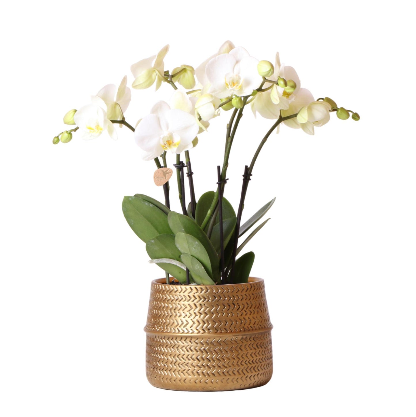 Orchidee colibrì | Phalaenopsis bianca Gioiello Orchidea Gent in vaso ornamentale Groove color oro - dimensioni vaso Ø12cm