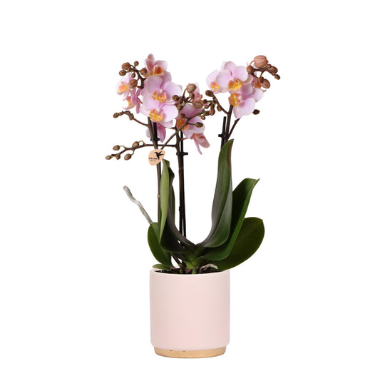 Orchidee colibrì | Orchidea Phalaenopsis rosa – Andorra + vaso decorativo piede d'oro rosa – dimensioni vaso Ø9 cm – altezza 35 cm | pianta d'appartamento fiorita in vaso da fiori - fresca dal coltivatore