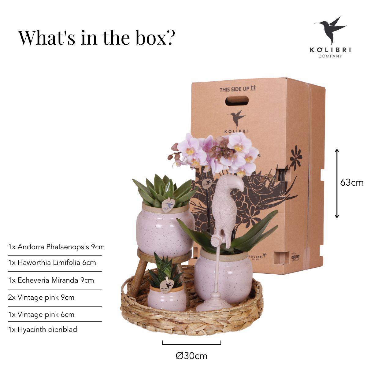 Kolibri Company | Gift set Romantic| Plantenset met roze Phalaenopsis Orchidee en Succulenten incl. keramieken sierpotten