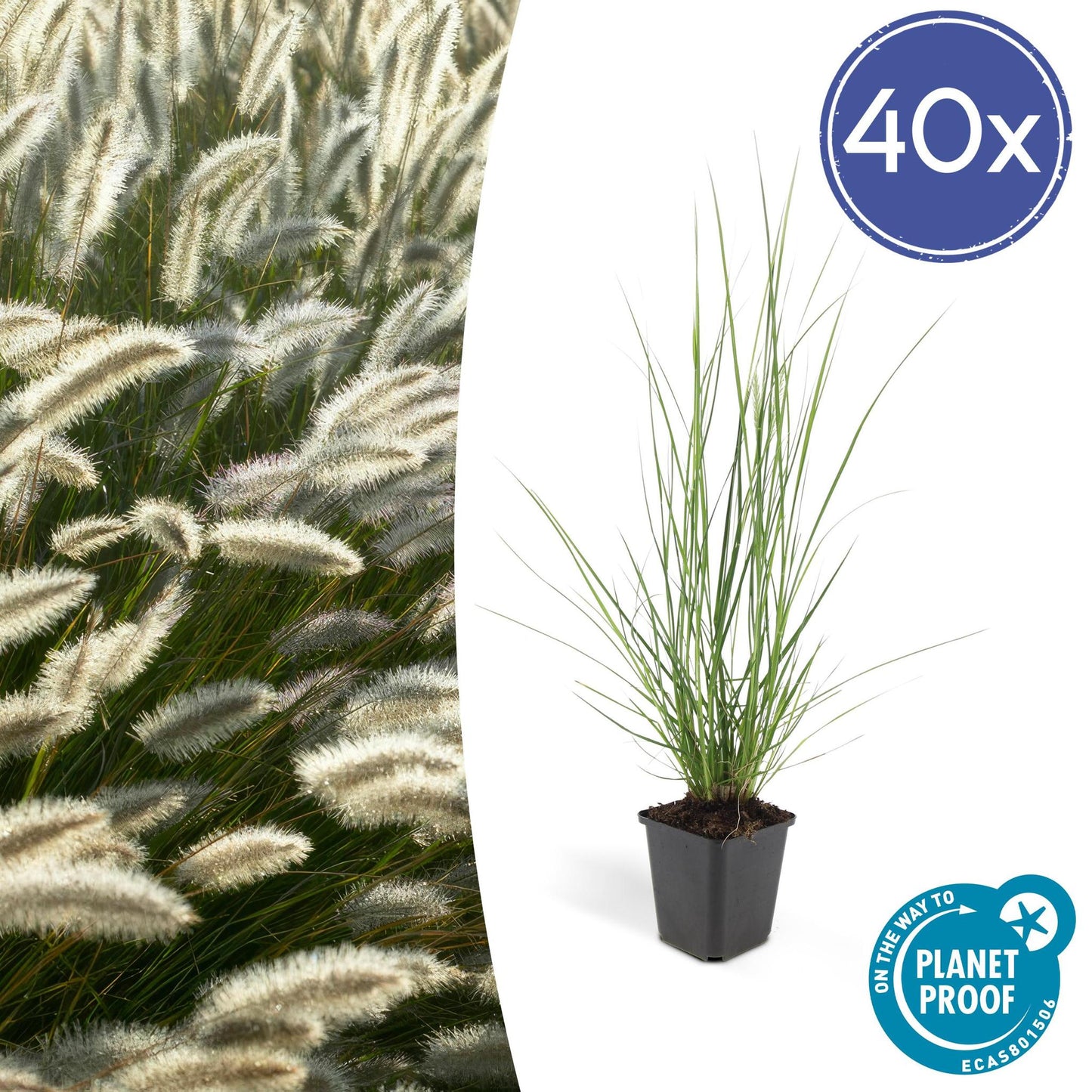 40x Pennisetum alopecuroides 'Hameln' - ↕10-25cm - Ø9cm - 40x